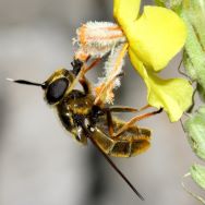 Callicera aurata, Weibchen - A. Ssymank