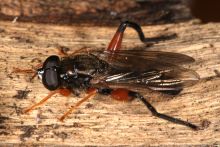 Chalcosyrphus valgus, Männchen - A. Ssymank