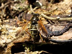 Caliprobola speciosa, Männchen - A. Ssymank