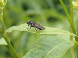 Cheilosia variabilis, Weibchen - A. Ssymank