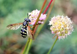 Chrysotoxum elegans, Weibchen - A. Ssymank