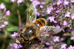 Eristalis tenax, Männchen - A. Ssymank