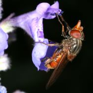 Rhingia campestris, Weibchen - A. Ssymank