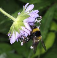 Sericomyia bombiformis, Männchen - A. Ssymank