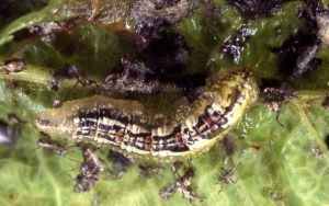 Syrphus ribesii, Larve L3 - A. Ssymank