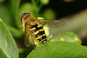 Syrphus ribesii, Weibchen - A. Ssymank
