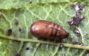 Syrphus torvus, Puppe - A. Ssymank