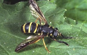 Temnostoma bombylans, Weibchen - A. Ssymank